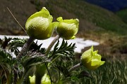 36 Pulsatilla alpina sulfurea in bocciolo